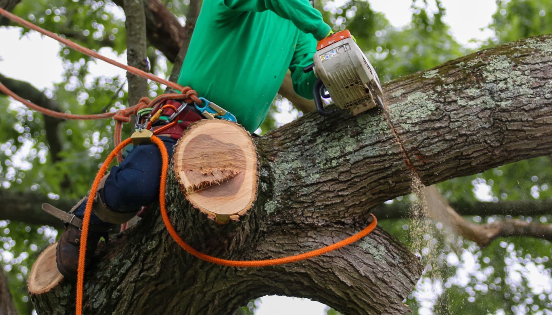Shed your worries away with best tree removal in Idaho Falls