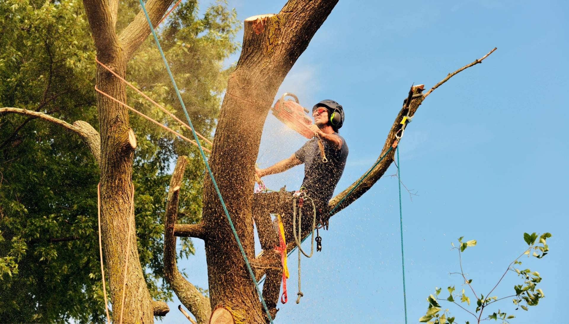 Get rid of tree problems with the expert tree removal contractors in Idaho Falls