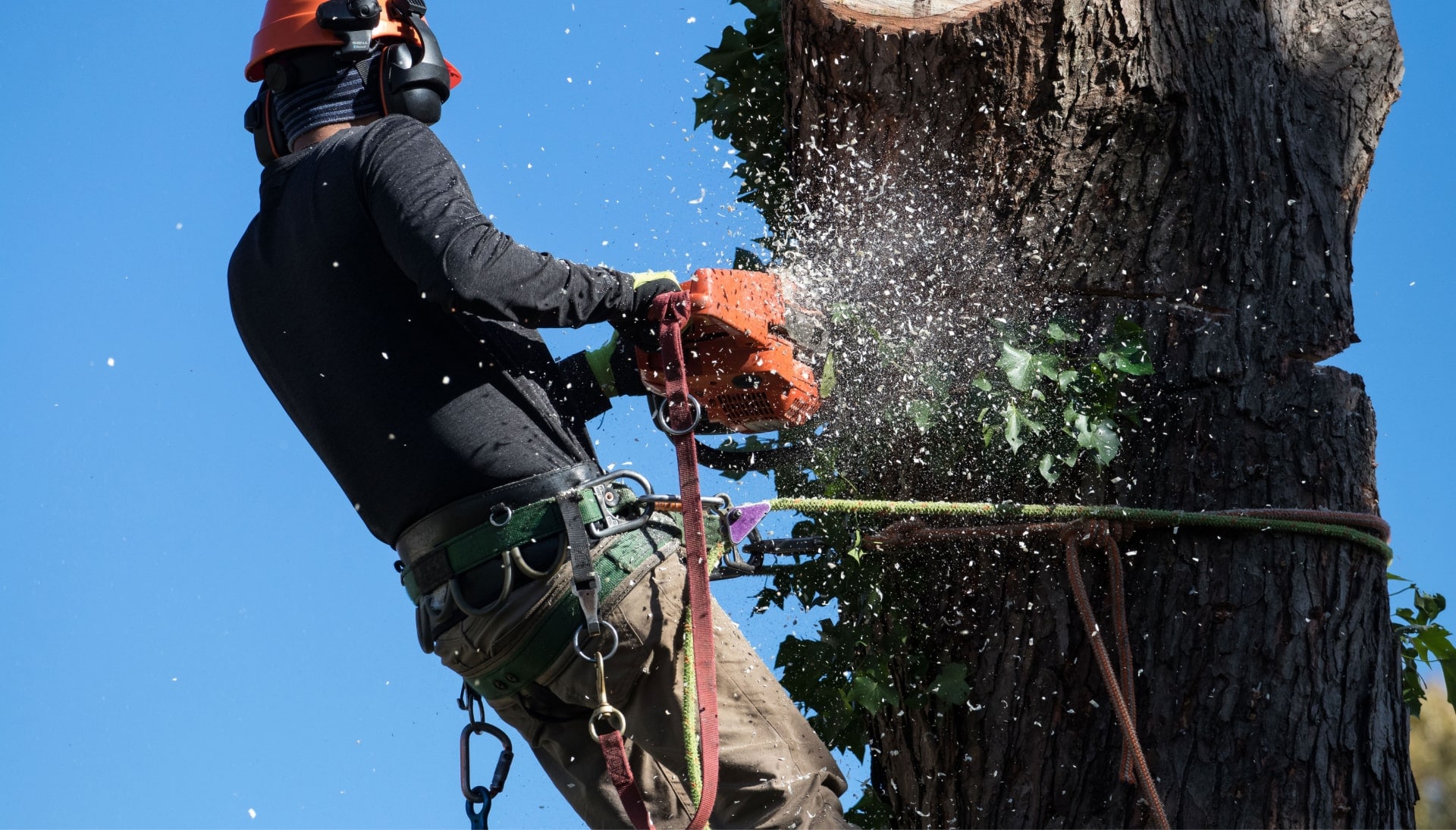 Professional Tree removal solutions in Idaho Falls